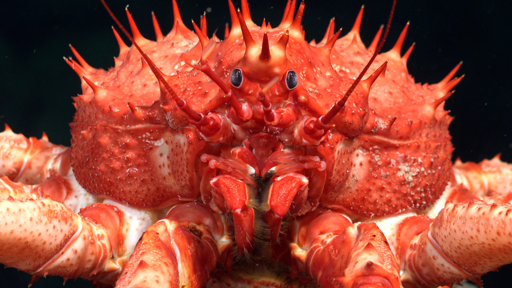 A close-up of a vibrant red, spiny crab with prominent eyes and multiple legs against a dark background.